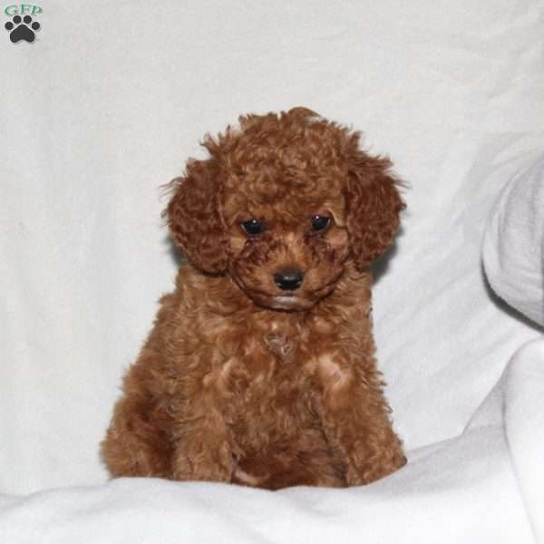 Sunshine, Cockapoo Puppy